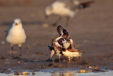 _MG_6419 Ruddy Turnstone & Laughing Gull.jpg