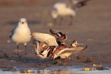 _MG_6420 Ruddy Turnstone & Laughing Gull.jpg