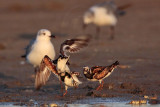 _MG_6423 Ruddy Turnstone & Laughing Gull.jpg