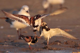 _MG_6430 Ruddy Turnstone & Laughing Gull.jpg