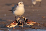 _MG_6437 Ruddy Turnstone & Laughing Gull.jpg