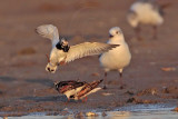 _MG_6454 Ruddy Turnstone & Laughing Gull.jpg