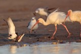_MG_6462 Ruddy Turnstone & Laughing Gull & White Ibis.jpg