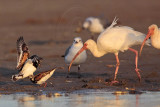 _MG_6463 Ruddy Turnstone & Laughing Gull & White Ibis.jpg