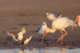 _MG_6464 Ruddy Turnstone & Laughing Gull & White Ibis.jpg
