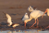 _MG_6465 Ruddy Turnstone & Laughing Gull & White Ibis.jpg