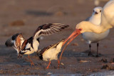 _MG_6467crop Ruddy Turnstone & Laughing Gull & White Ibis.jpg