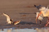 _MG_6473 Ruddy Turnstone & Laughing Gull & White Ibis.jpg