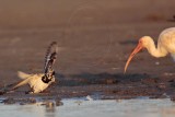 _MG_6478 Ruddy Turnstone & White Ibis.jpg
