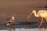 _MG_6480 Ruddy Turnstone & White Ibis.jpg