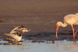 _MG_6488 Ruddy Turnstone & White Ibis.jpg