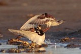 _MG_6488crop Ruddy Turnstone.jpg