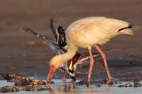 _MG_6504 Ruddy Turnstone & White Ibis.jpg
