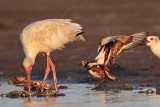 _MG_6512 Ruddy Turnstone & Laughing Gull & White Ibis.jpg