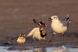 _MG_6514 Ruddy Turnstone & Laughing Gull.jpg