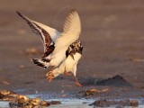 _MG_6527 Ruddy Turnstone & Laughing Gull & White Ibis.jpg