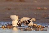 _MG_6533 Ruddy Turnstone.jpg