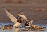 _MG_6534 Ruddy Turnstone.jpg