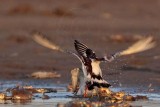 _MG_6538 Ruddy Turnstone.jpg
