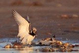 _MG_6545 Ruddy Turnstone.jpg