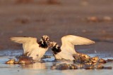 _MG_6546 Ruddy Turnstone.jpg