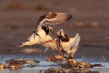 _MG_6553 Ruddy Turnstone.jpg