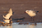 _MG_6570 Ruddy Turnstone & Laughing Gull.jpg