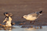 _MG_6575 Ruddy Turnstone & Laughing Gull.jpg