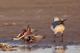 _MG_6582 Ruddy Turnstone & Laughing Gull.jpg