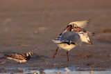 _MG_6587 Ruddy Turnstone & Laughing Gull.jpg