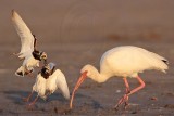 _MG_6594 Ruddy Turnstone & White Ibis.jpg