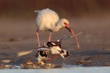 _MG_6603 Ruddy Turnstone & White Ibis.jpg