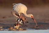 _MG_6604 Ruddy Turnstone & White Ibis.jpg