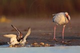 _MG_6608 Ruddy Turnstone & White Ibis.jpg