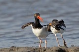 _MG_1790 American Oystercatcher.jpg
