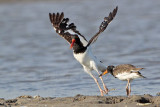_MG_1791 American Oystercatcher.jpg