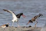 _MG_1821 American Oystercatcher.jpg