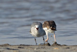 _MG_1879 American Oystercatcher & Laughing Gull.jpg