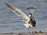 American Oystercatcher chasing Laughing Gull over dead crab - UTC August 2009