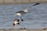 _MG_1883 American Oystercatcher & Laughing Gull.jpg