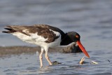 _MG_1948 American Oystercatcher & Laughing Gull.jpg