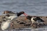_MG_2121 American Oystercatcher.jpg