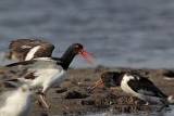 _MG_2122 American Oystercatcher.jpg