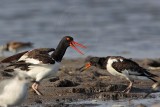 _MG_2123 American Oystercatcher.jpg