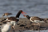_MG_2124 American Oystercatcher.jpg