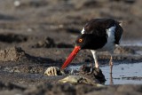 _MG_2163 American Oystercatcher.jpg