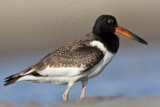 _MG_2550 American Oystercatcher.jpg