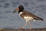 _MG_2562 American Oystercatcher.jpg