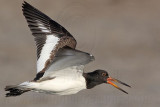 _MG_2632 American Oystercatcher.jpg