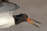 _MG_2632crop American Oystercatcher.jpg